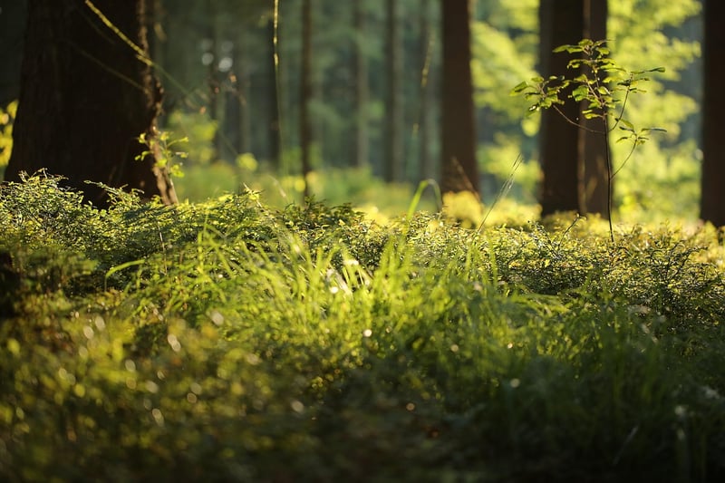 Mossy Forest Floor